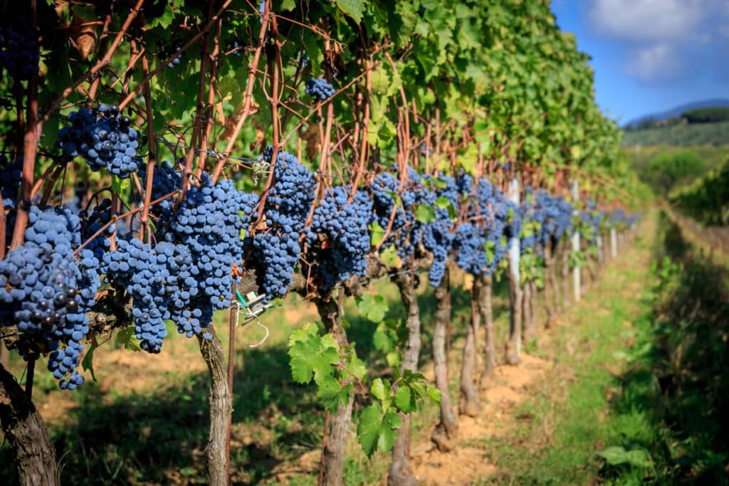Winery Management Recruiters